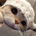 ابراهیم فاروق